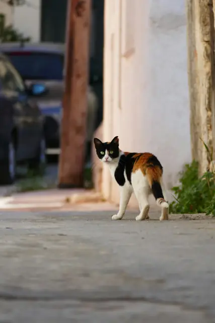 Feral Cat Control in Wagga Wagga