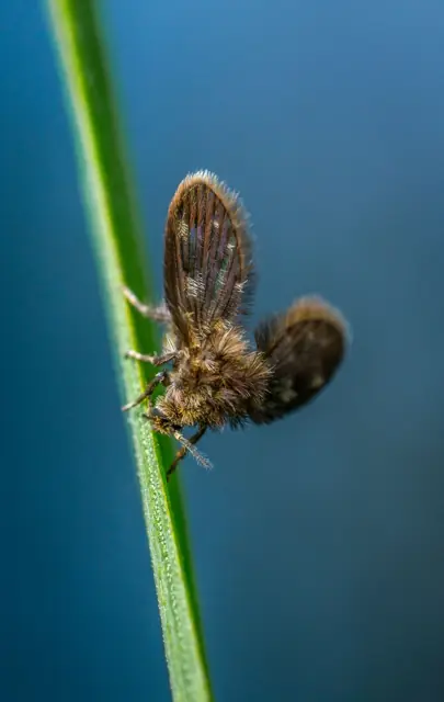 Drain Fly Control in Wagga Wagga