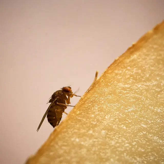 Fruit Fly Control in Wagga Wagga
