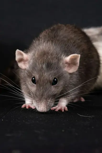 Rodent Control in Wagga Wagga