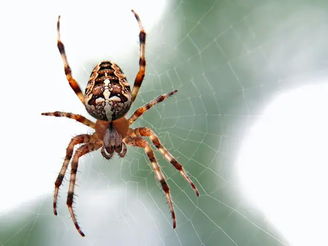 Spider Control in Wagga Wagga