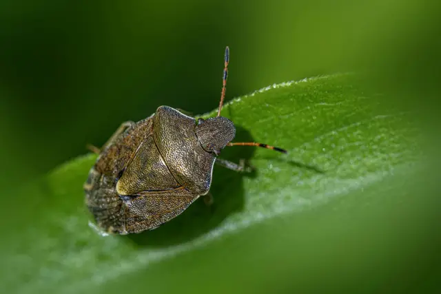 Stink Bug Control in Wagga Wagga